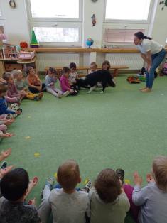 Máme rádi zvířata, protože jsou chlupatá